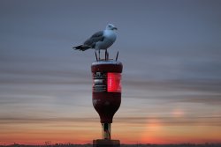 Möwe auf einem Lichtpfeiler